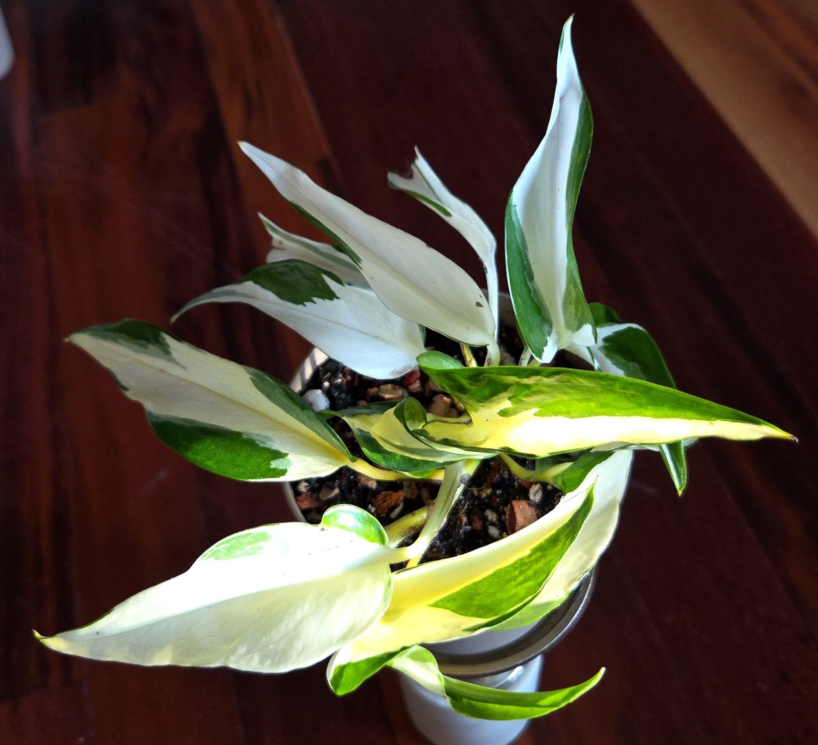 Rare Epipremnum White Mutant Manjula 10″ Tall Aroid Not Philodendron Monstera