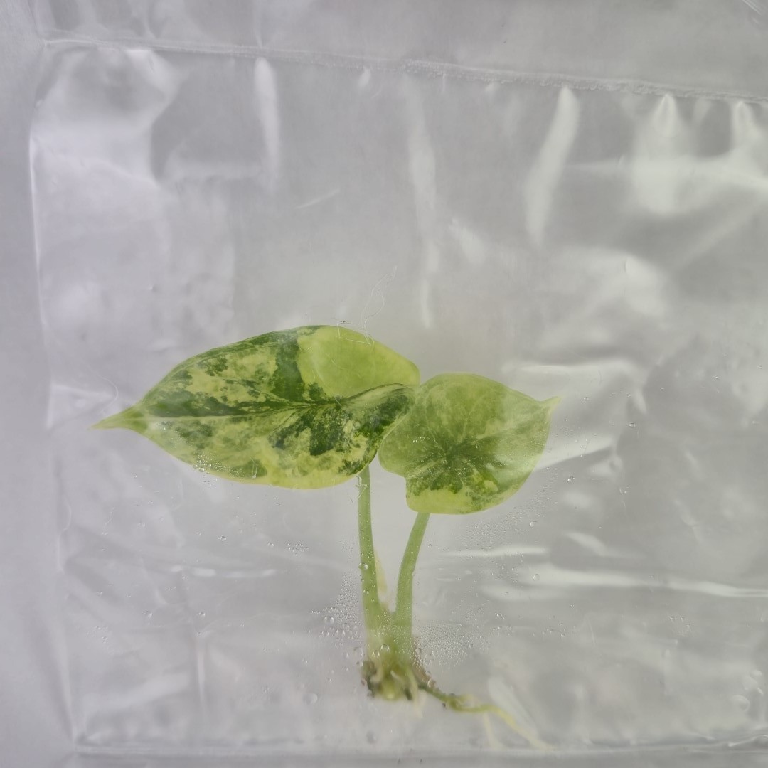 Alocasia Silver Dragon Aurea variegated tissue culture 2DayAir