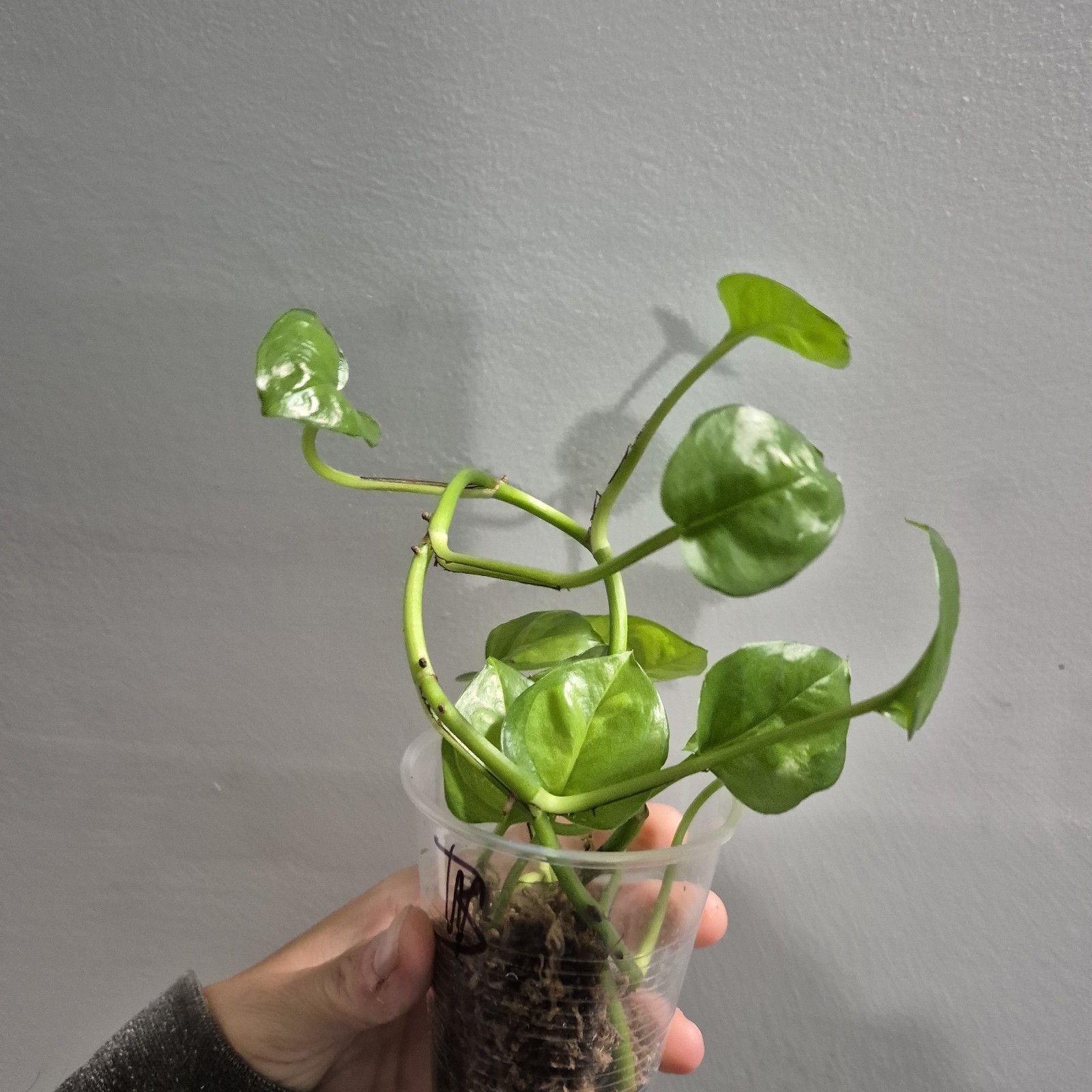 Global Green Pothos – Devils Ivy- Starter Plant Exact Plant 2.5 Inch Cup