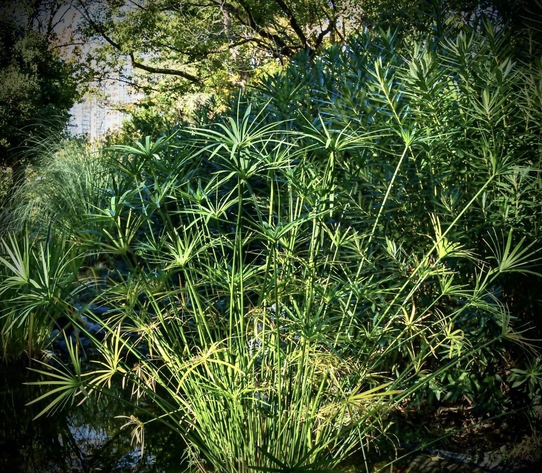 Cyperus Umbrella Plant Live Water Plant Green Evergreen