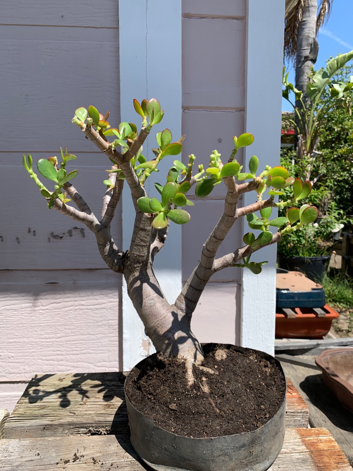 Crassula Ovata Bonsai