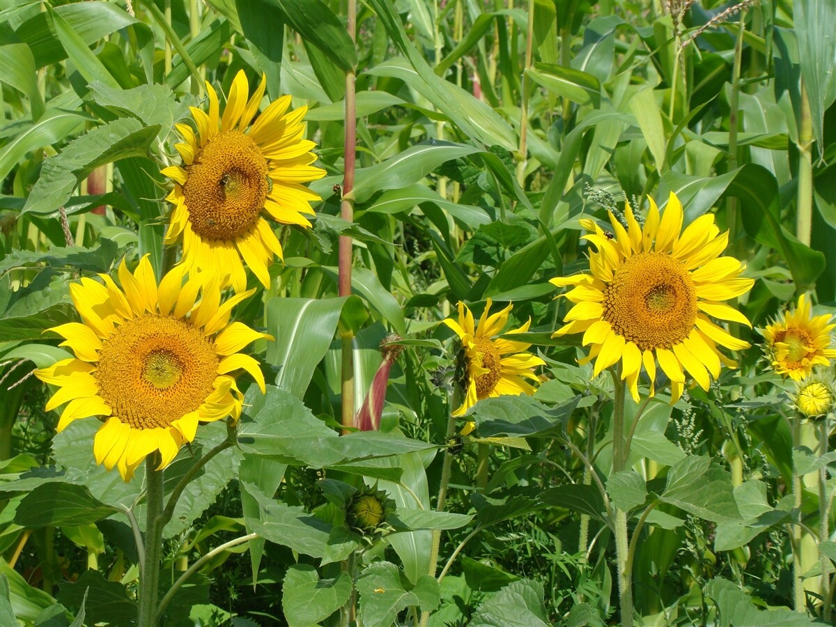 Peredovik Black Oil Sunflower Seed Wildlife Bird Game Deer Plot Forage Seeds 3LB