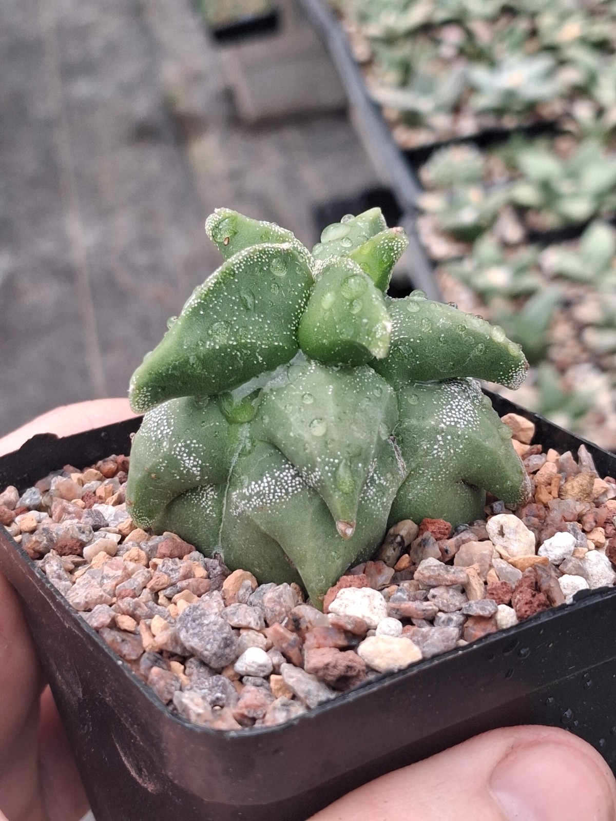 Astrophytum myriostigma kikko rare US seller