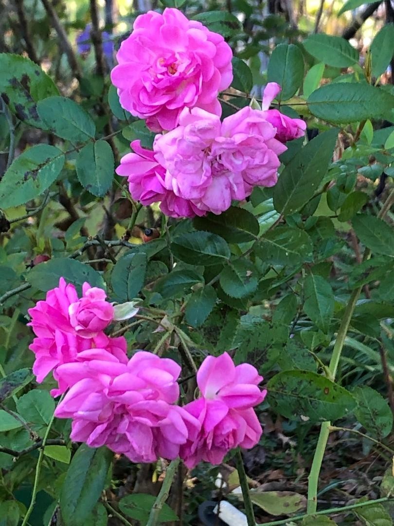 Peggy Martin Nearly Thornless Climbing Rose – 3 cuttings6-8″ Long