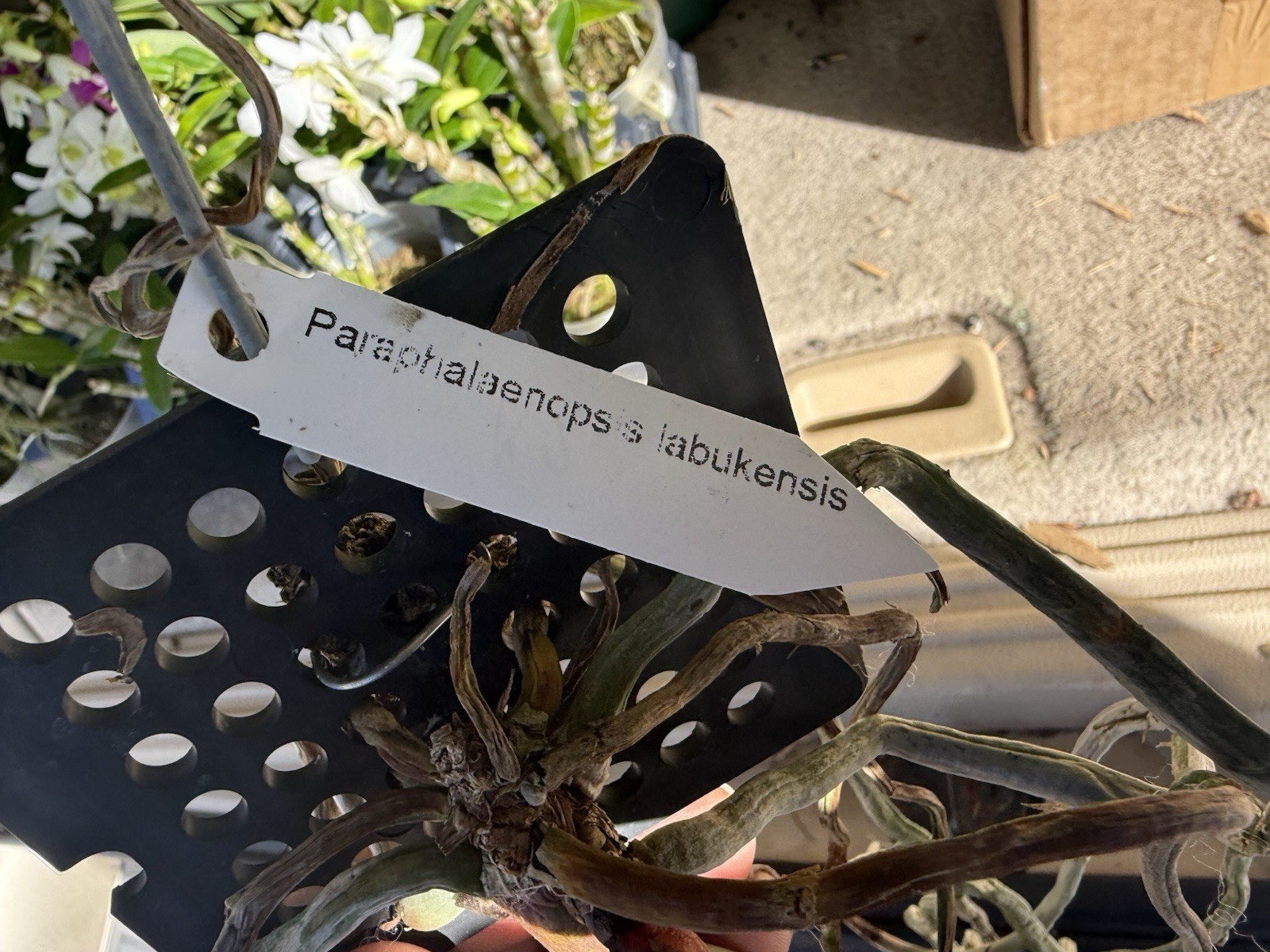 Paraphalaenopsis labukensis Species Orchid Plant RARE 0706