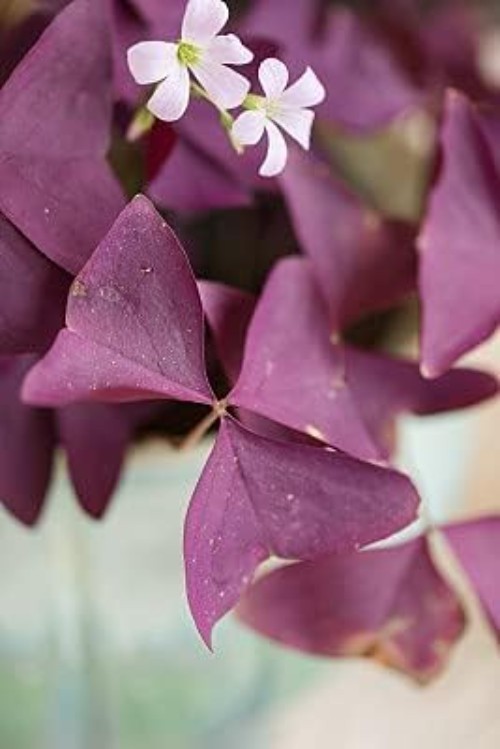 12 Heirloom Purple Shamrocks Bulbs – Easy to Grow for Beginners & Garden Lovers