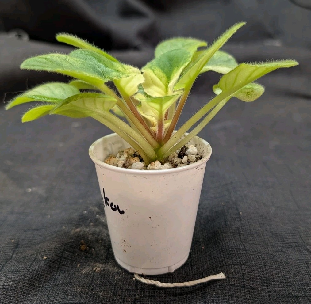 African Violet Plant -EK-Boy Bykov ~ Standard, variegated green