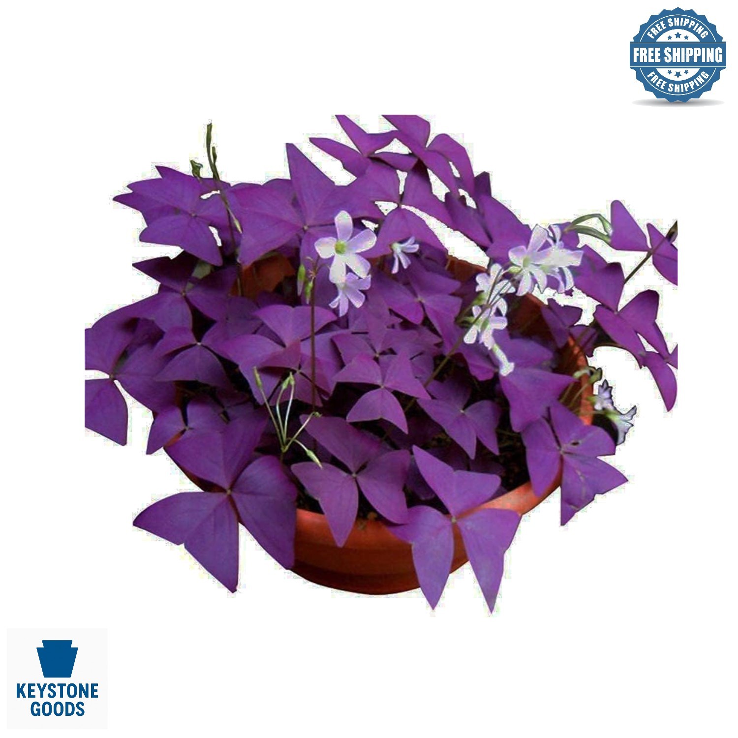12PCS Purple Shamrocks Bulbs – Easy Grow Indoor & Outdoor Oxalis Triangularis…