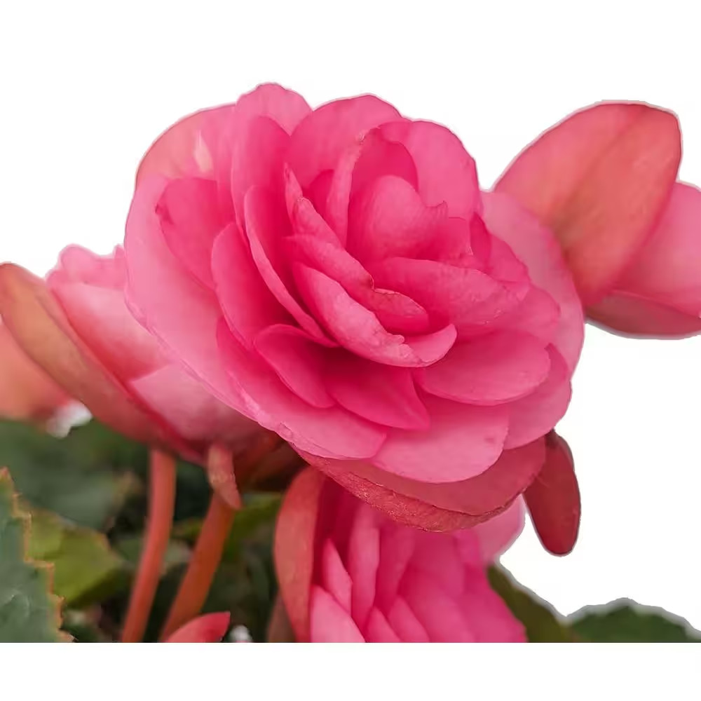 2.5 Qt. Begonia Rhodee Pink Annual Plant with Pink Flowers-4-Pack