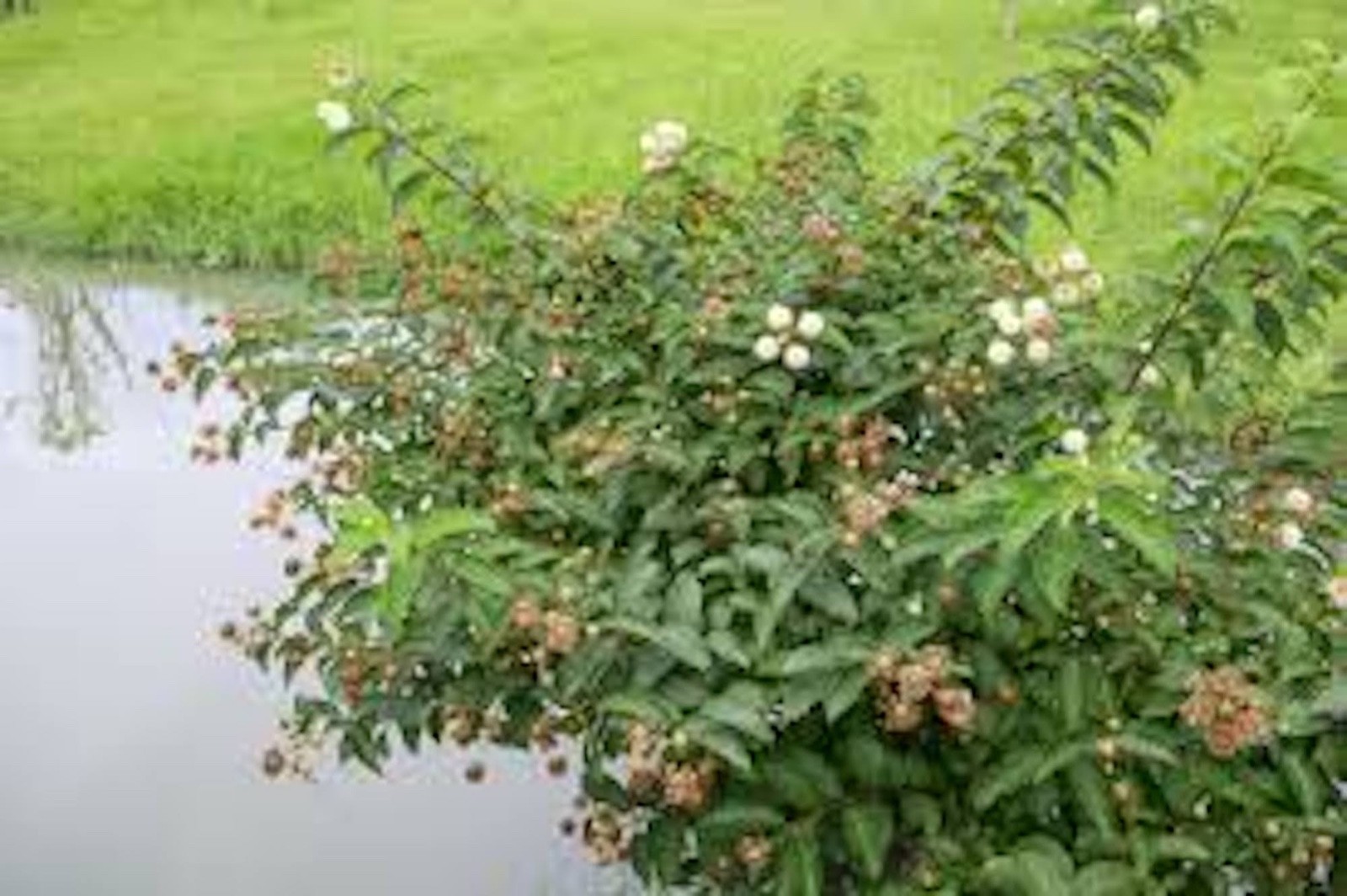 3 Buttonbush Plant 12-24″ Tall Bare Root Shrub Cephalanthus occidentalis