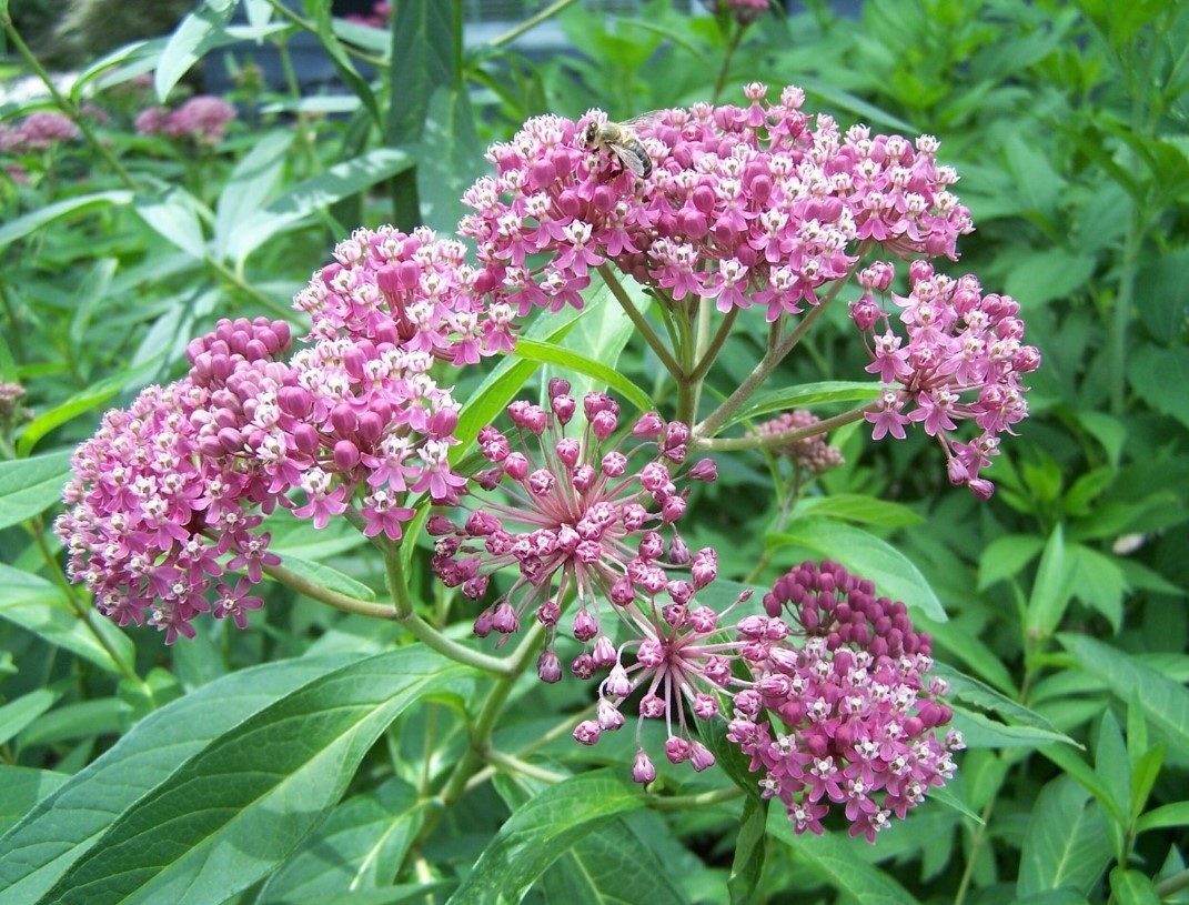 Set 2 Red Milkweed Live Starter Plant – 3-8″ Tall – Swamp Milkweed Plant