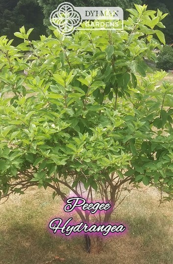 Peegee Hydrangea Tree/Shrub (Hydrangea paniculata ‘Grandiflora’) Multiple Sizes
