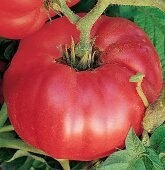 German Johnson, Tomato