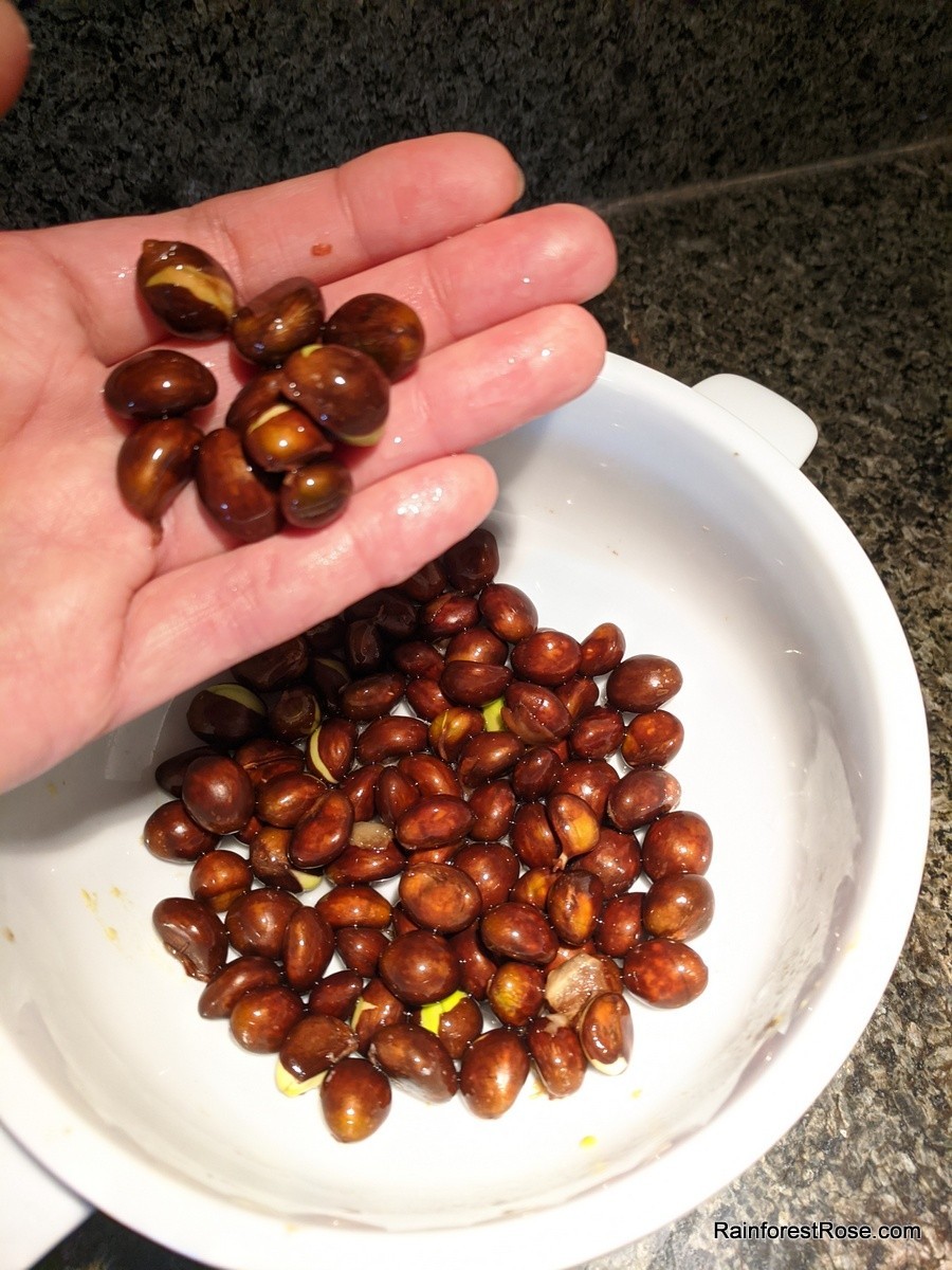 10 fresh Loquat seeds for planting delicious fruit, sweet, sour vitamin