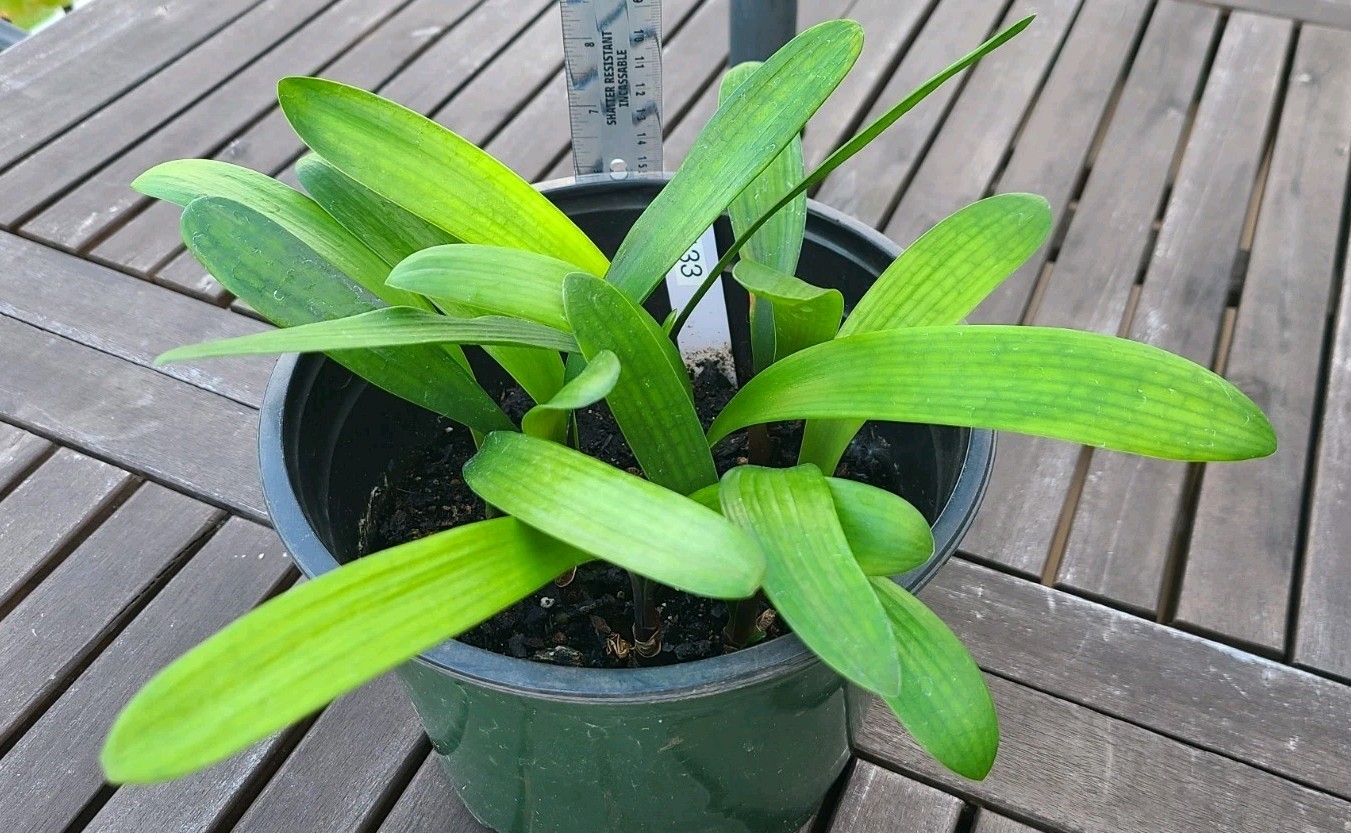 Clivia Ghost Variegated White Lips x Self one plant