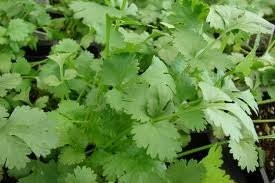 Cilantro Slow Bolting Also Known As Coriander Chinese Parsley Great Herb Heir…