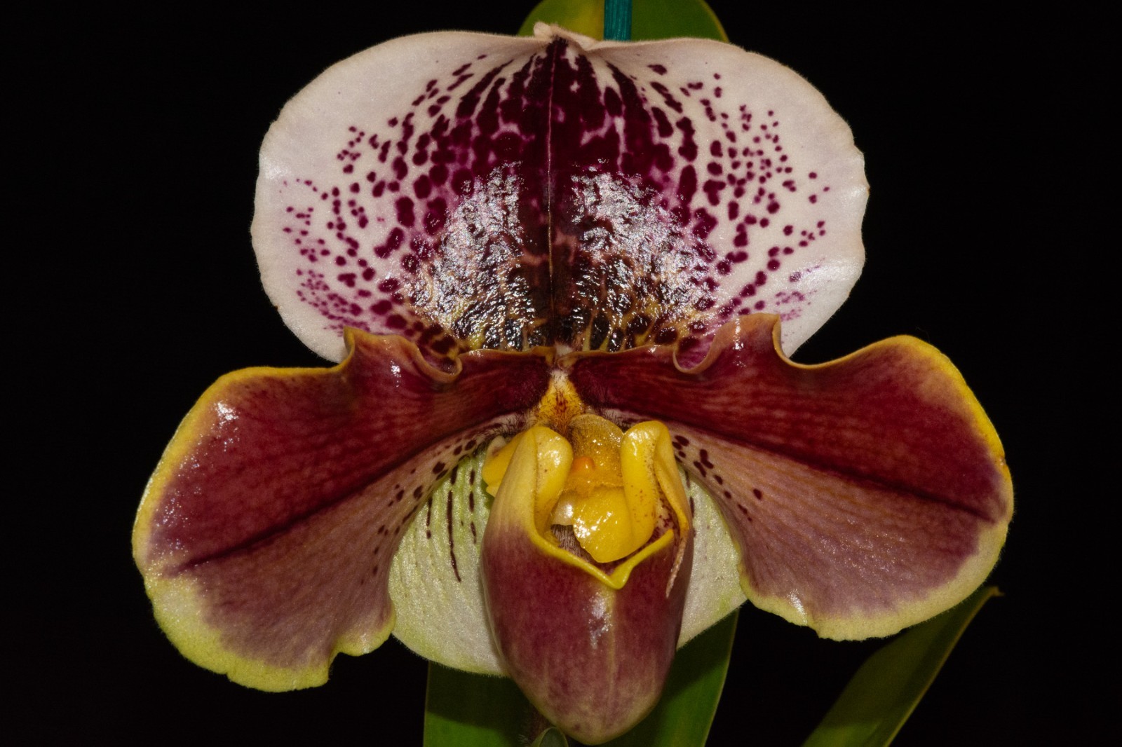 Paphiopedilum Complex Hybrids (grower’s choice)