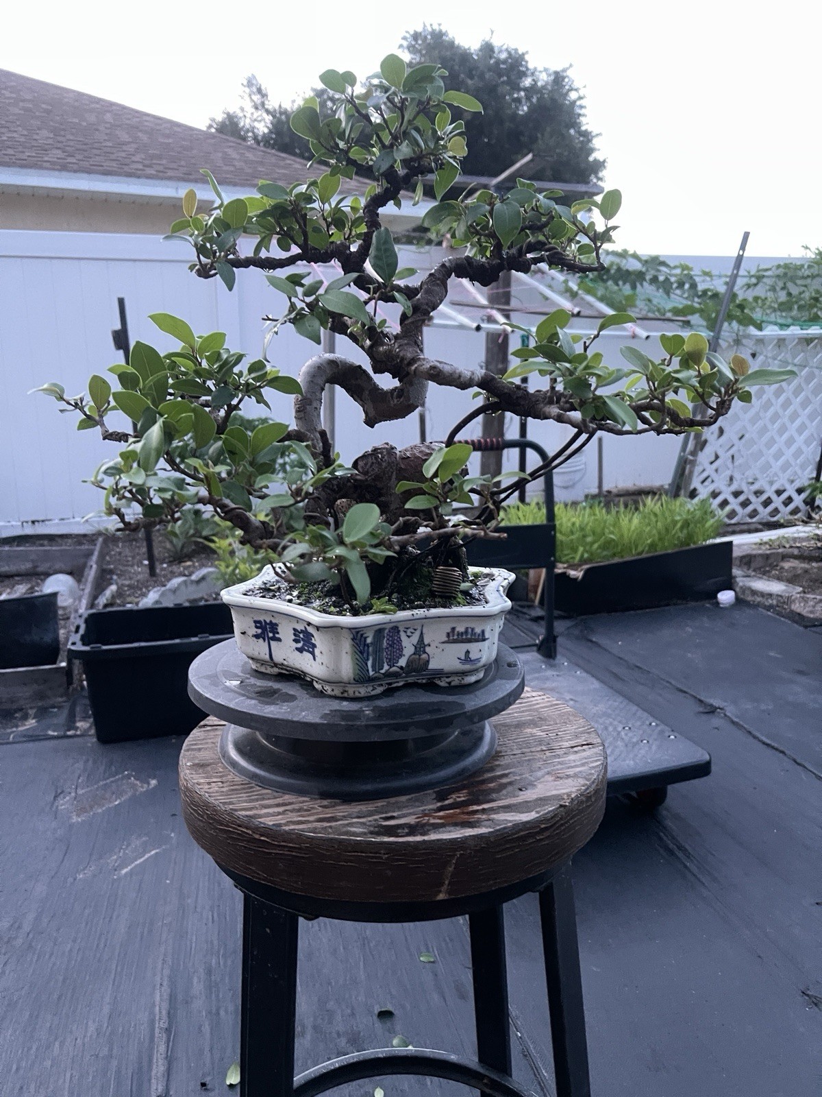 Red Foiliage Ficus