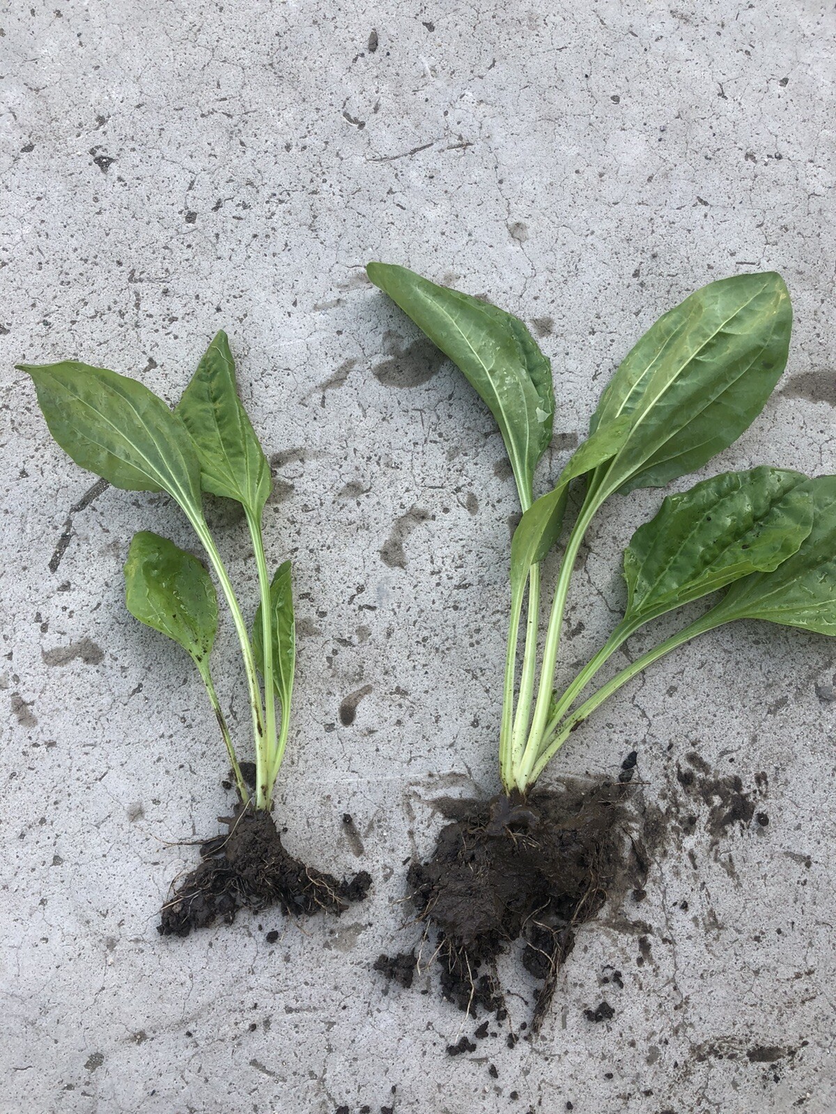 2 Plantago Major Broadleaf Plantain Bare Root Live Plants Ready To Plant
