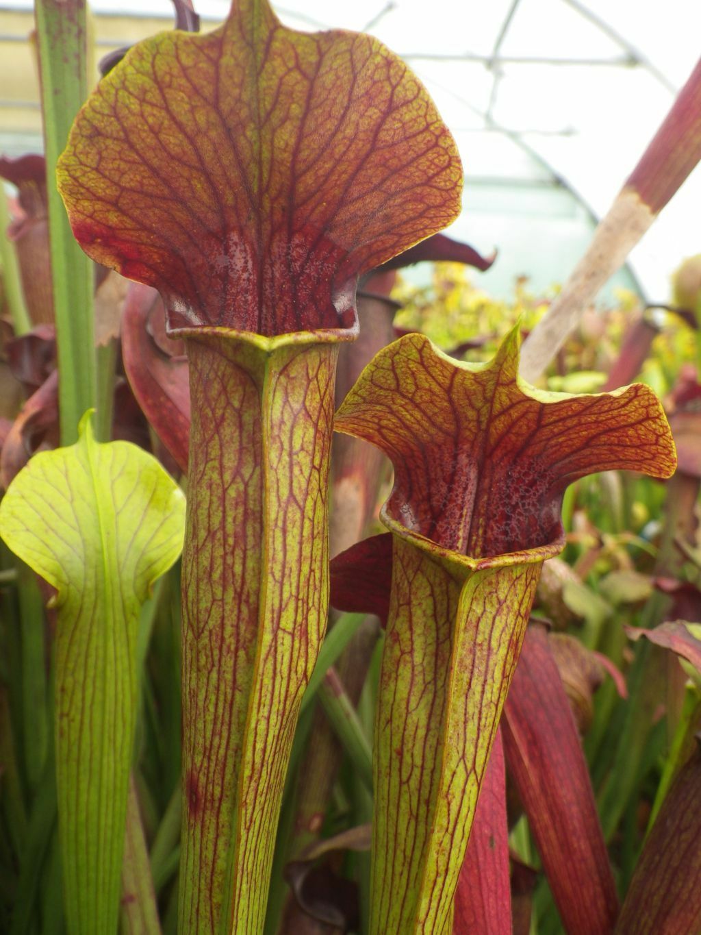 Sarracenia alata atrorubra RED YELLOW TRUMPETS PITCHER PLANT Carnivorous Seeds!