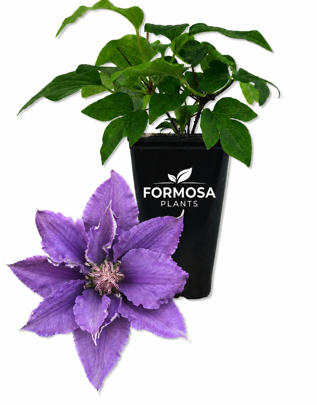 Clematis Bijou – Live Plant in a 2 Inch Pot – Compact Purple-Clematis ‘Bijou’
