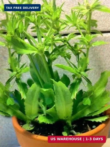 Culantro Herb Eryngium foetidum recao Edible Latin Cuisine Spice Seed 200 Seeds