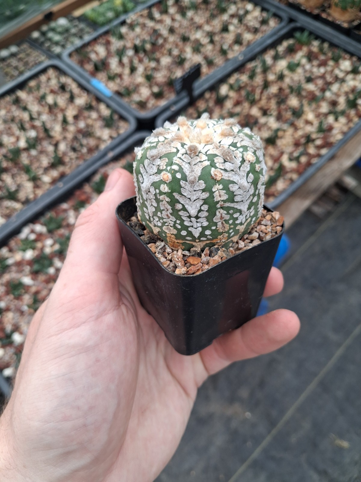 Astrophytum asterias cv. V-type US seller