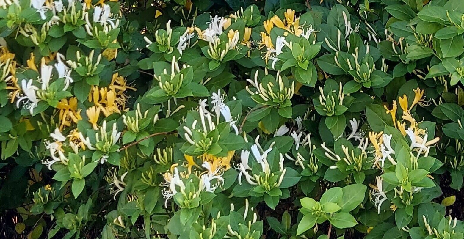 4 Plants Well Rooted Japanese Lonicera Honeysuckle Very Fragrant Flowers