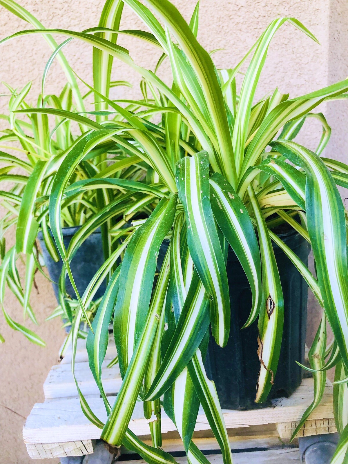 Spider Houseplant ‘Chlorophytum Comosum” live Plant various size