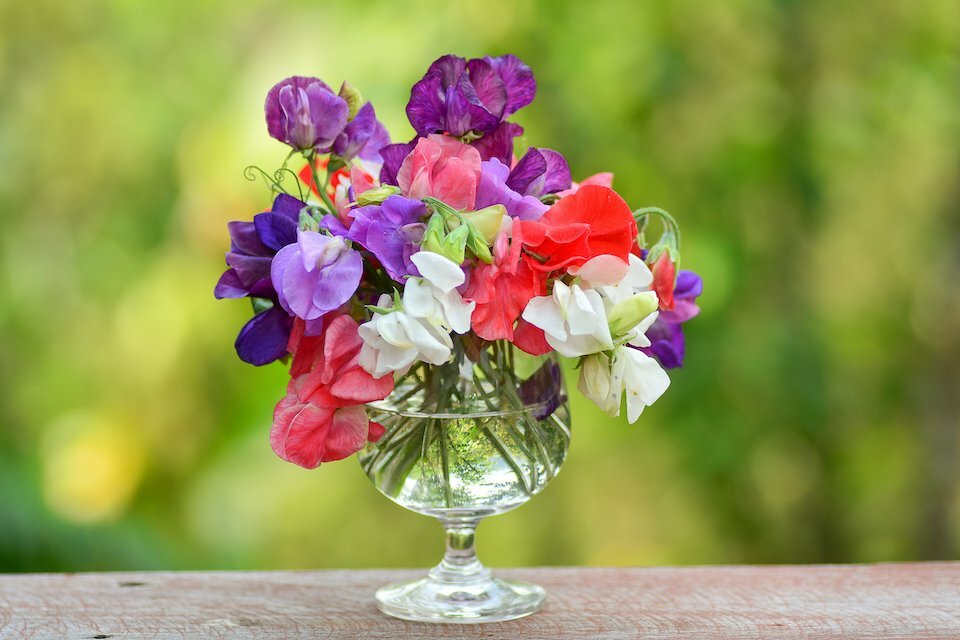 SWEET PEA HEIRLOOM Flower Mix Lathyrus Fragrant 5′ Tall Vine Non-GMO 35 Seeds!