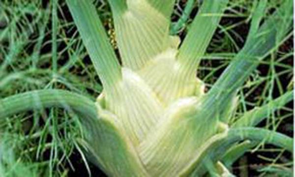 FENNEL SEED, FLORENCE FENNEL, HEIRLOOM, NON GMO, 200+ SEEDS,