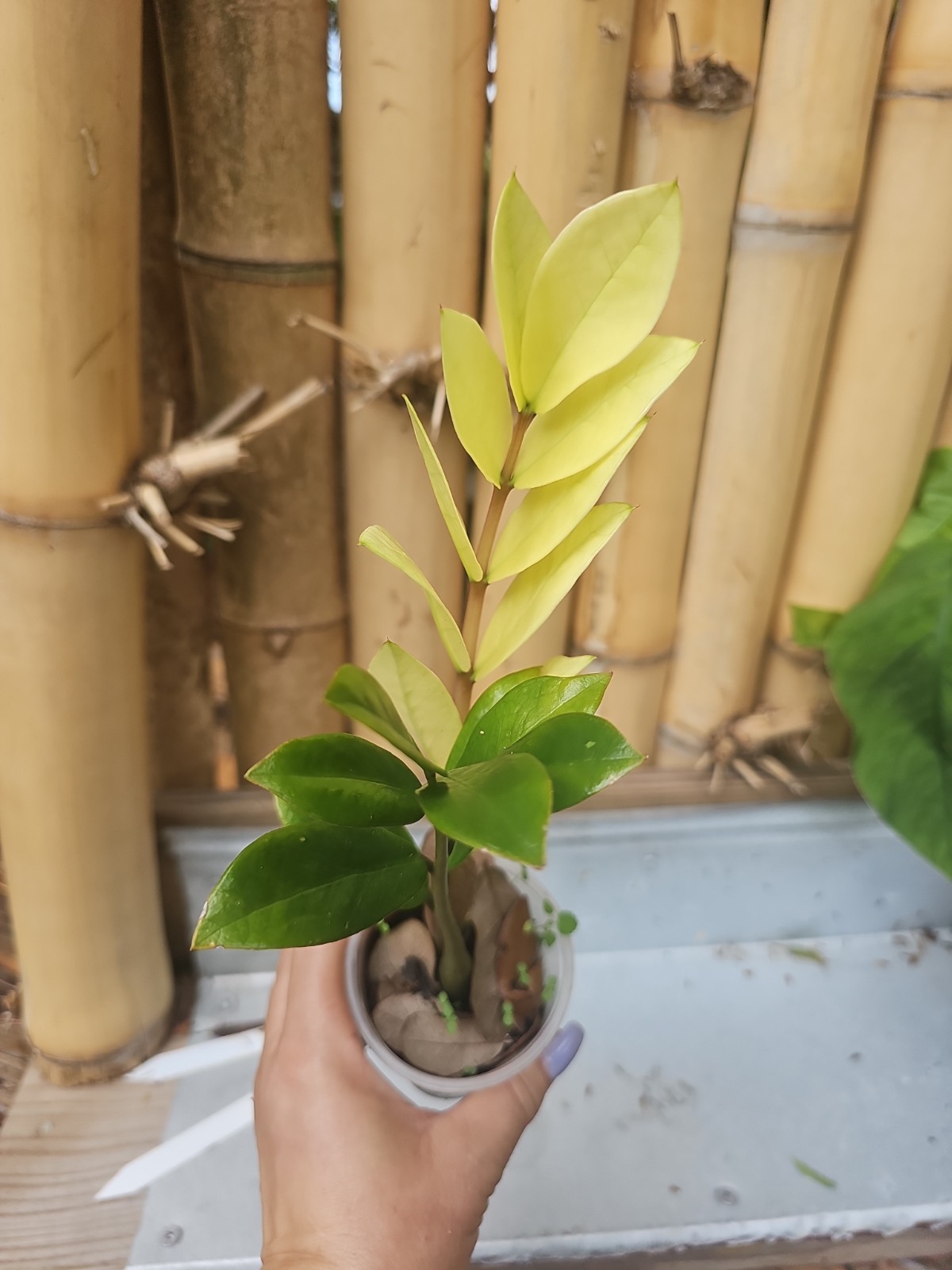 ZZ Plant Chameleon Zamioculcas zamiifolia Rare Color Changing Variegated 3″ Pot