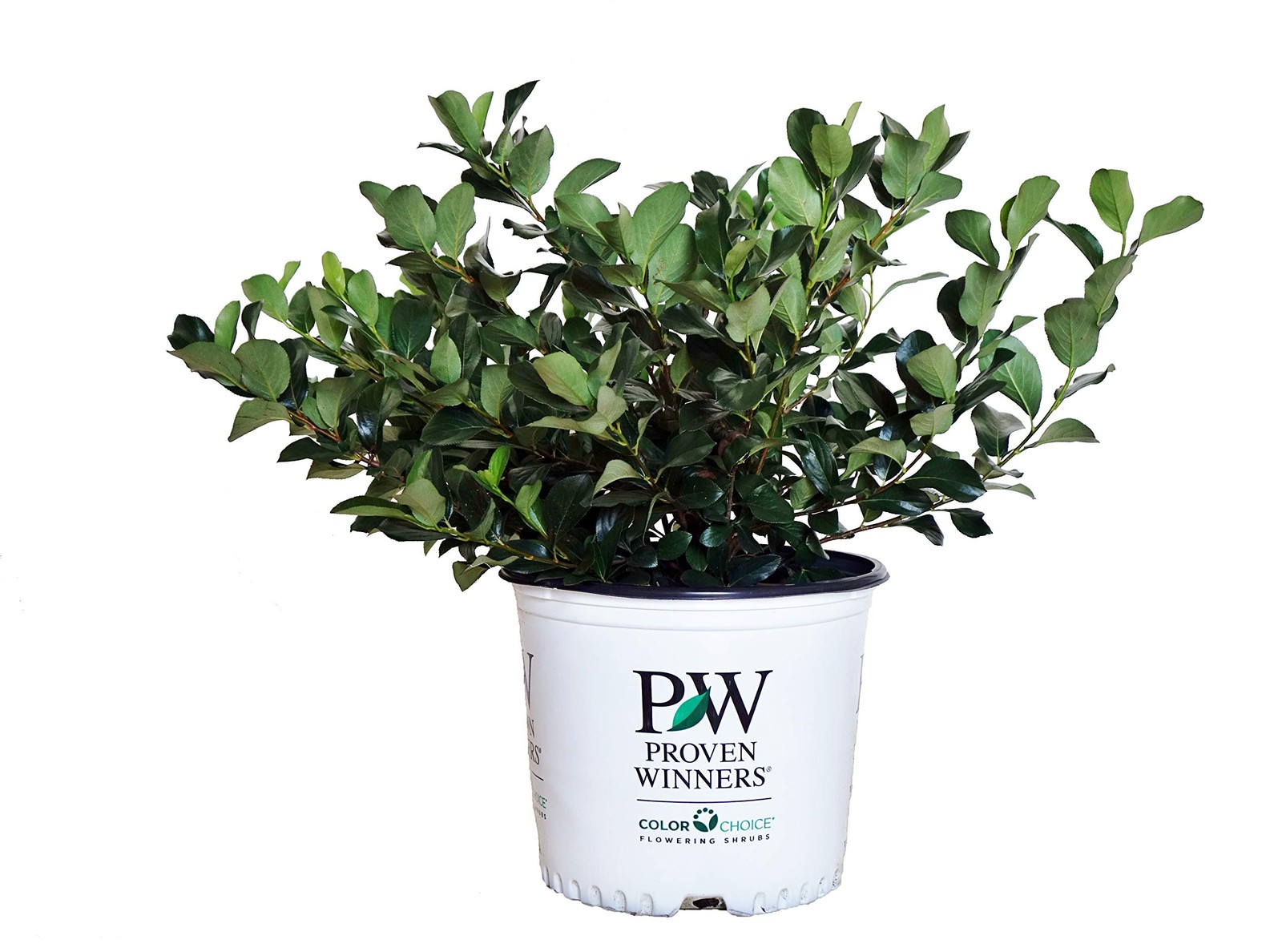 Green Promise Farms Proven Winners – Aronia Scape Mound Chokeberry Shrub White