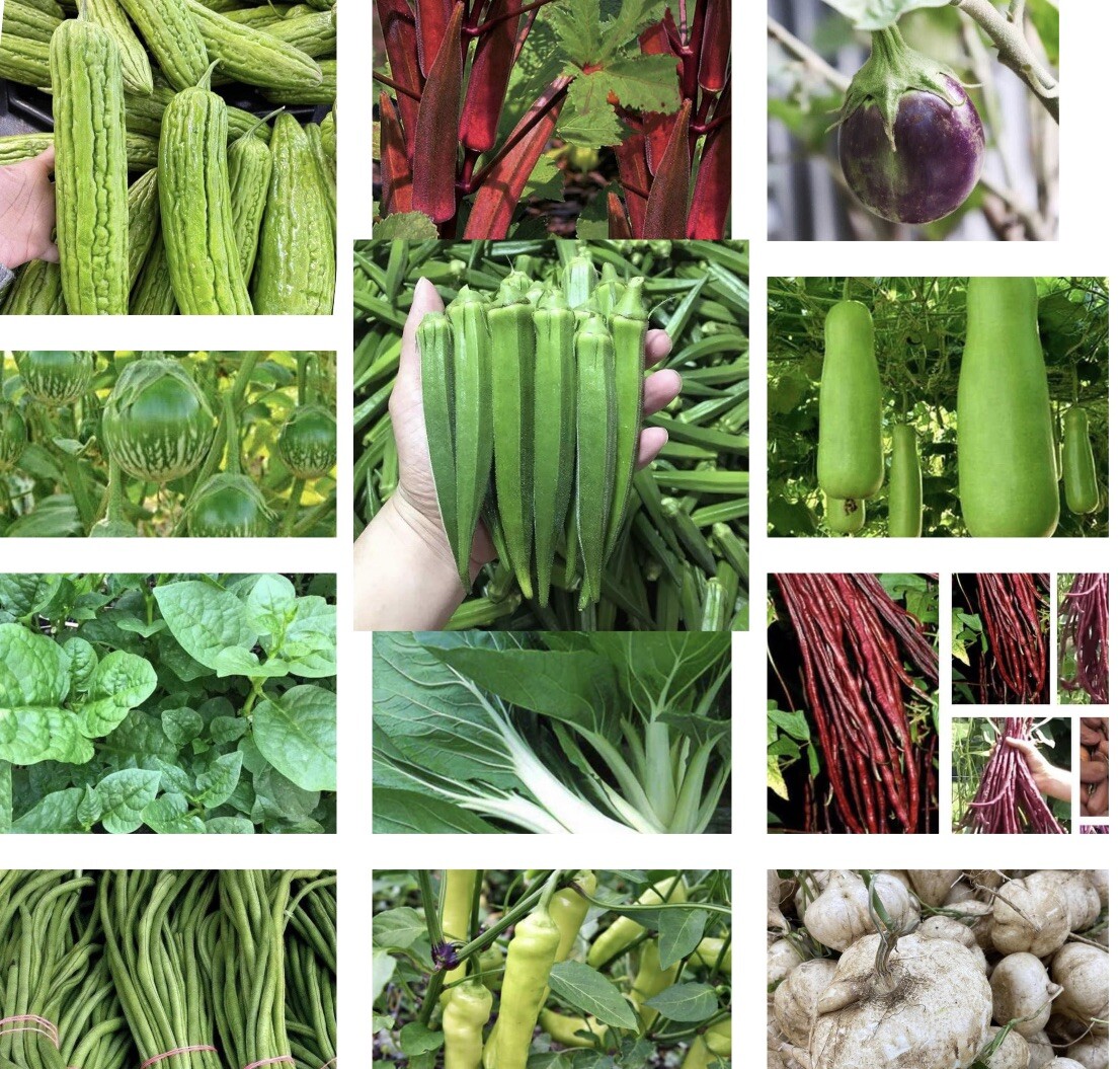 Set of 20- Asian Vegetable Seeds for Planting. Grow Your Food!