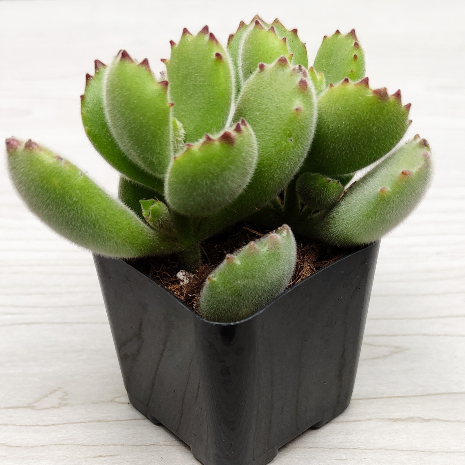 Succulent – Cotyledon Tomentosa Bear Paw – Live Plants In 2″ Pot