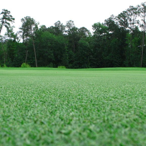 Premium Bermuda Grass Seed unhulled with moisture retaining coating 80,000 seeds