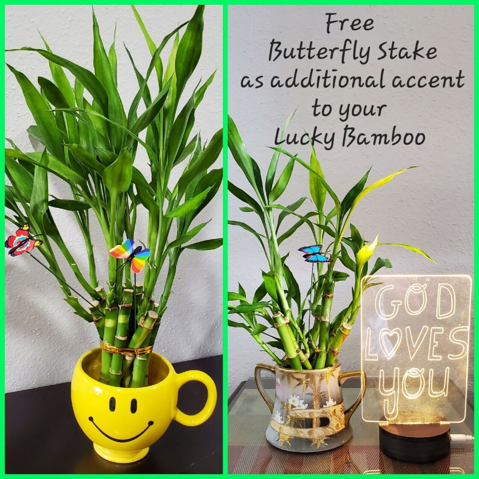 5 Lucky Bamboo 4 inches Plants, Free Upgrade, Ideal GIFT, FREE Butterfly Stake