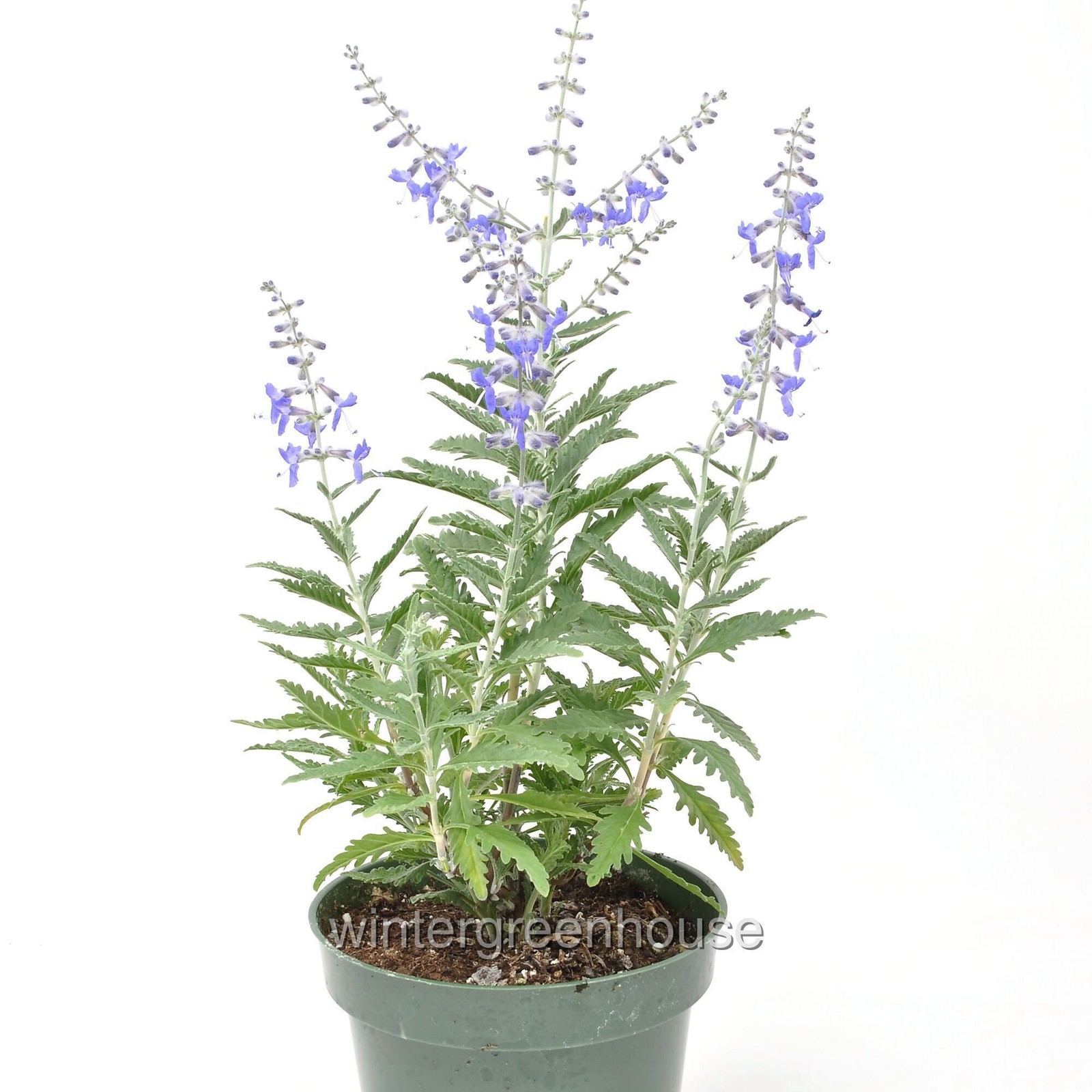 Perovskia Little Lace, Russian Sage, Container Size: 4.5″