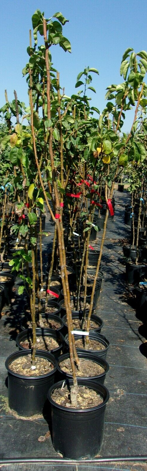 CHOJURO ASIAN PEAR 8-9 FT Tree New Plant Healthy Sweet Fruit Trees Pears Plants