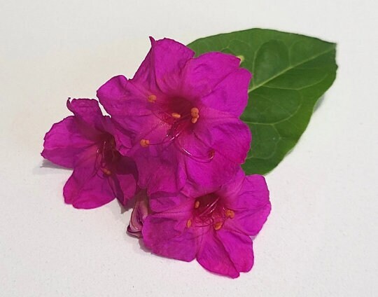 4 O’Clock 14 Seeds per Pack – Fresh Four O’Clock Beautiful Flower Seed (Magenta)