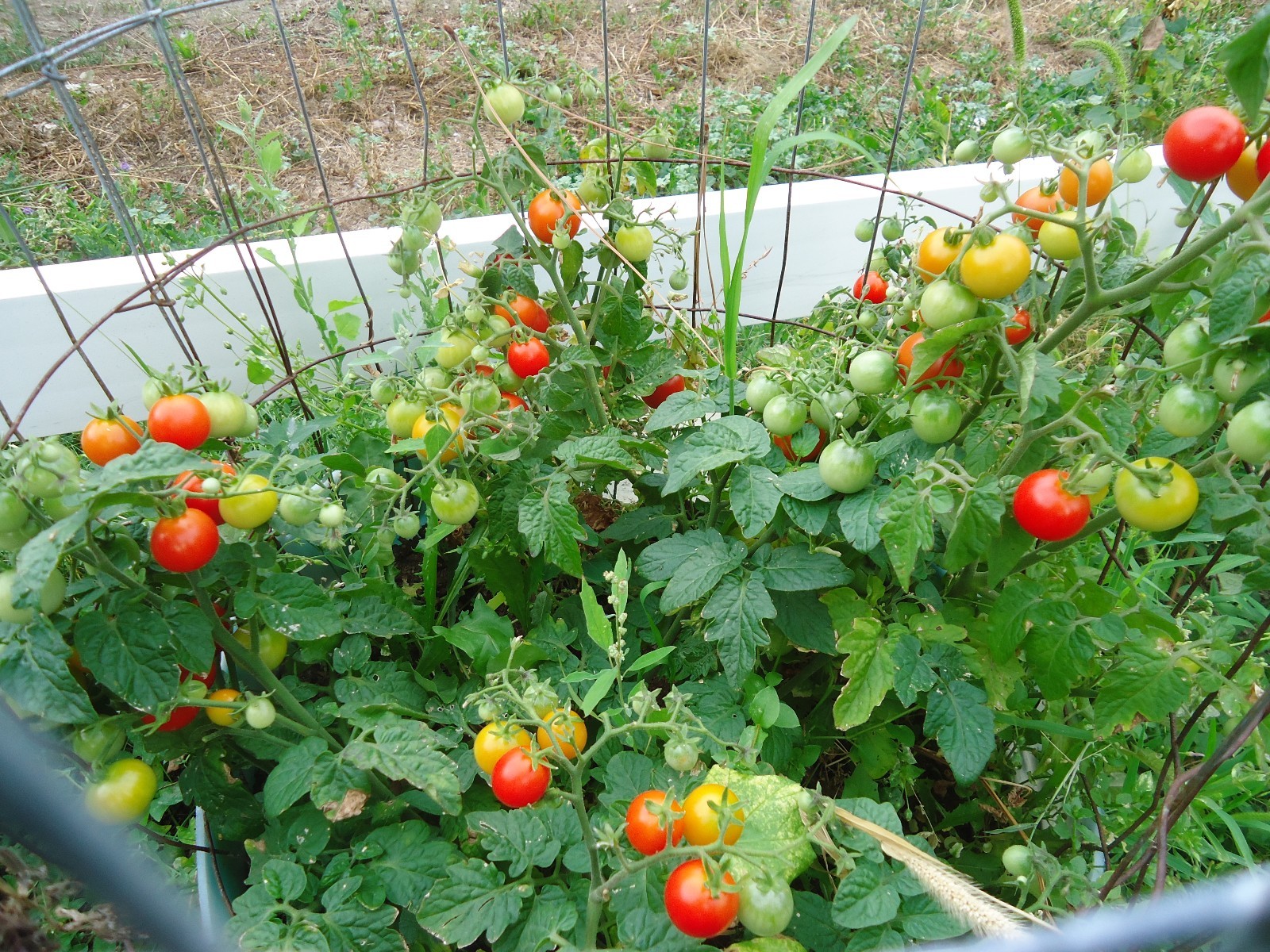 Heirloom tomato plants 2 2″ to 4″ LIVE PLANTS! FREE SHIPPING!
