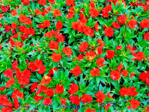 25 RED FOUR O’CLOCK SEEDS | SALE FREE SHIPPING NON GMO