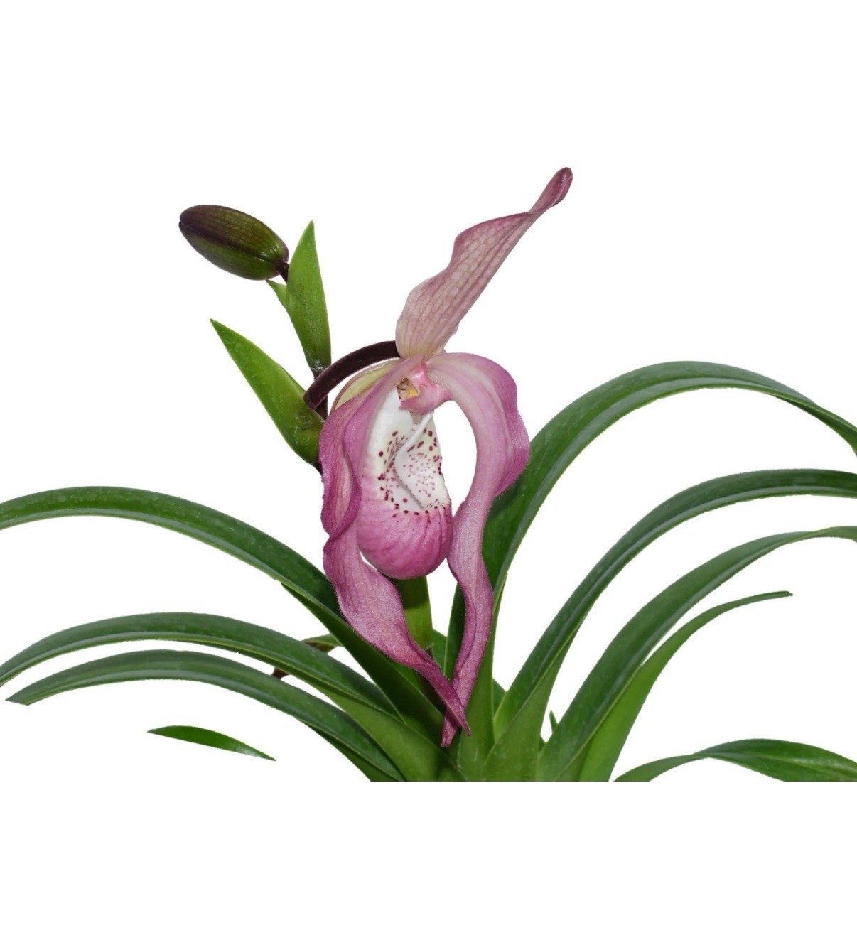 Phragmipedium Ramon de los Santos Dramatic Pink White Orchid New Import 2” Pot