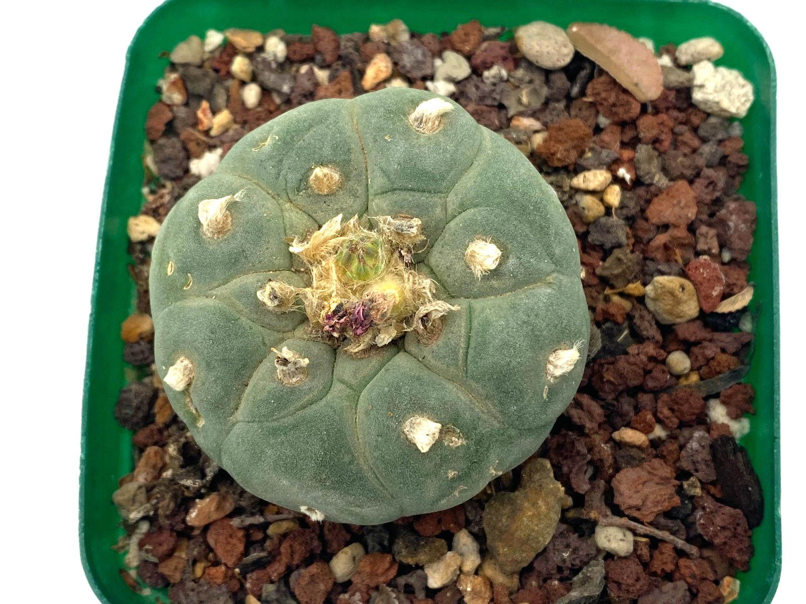 Ariocarpus LF Seed Grown 1.8 Inches Wide Not Astrophytum Aztekium