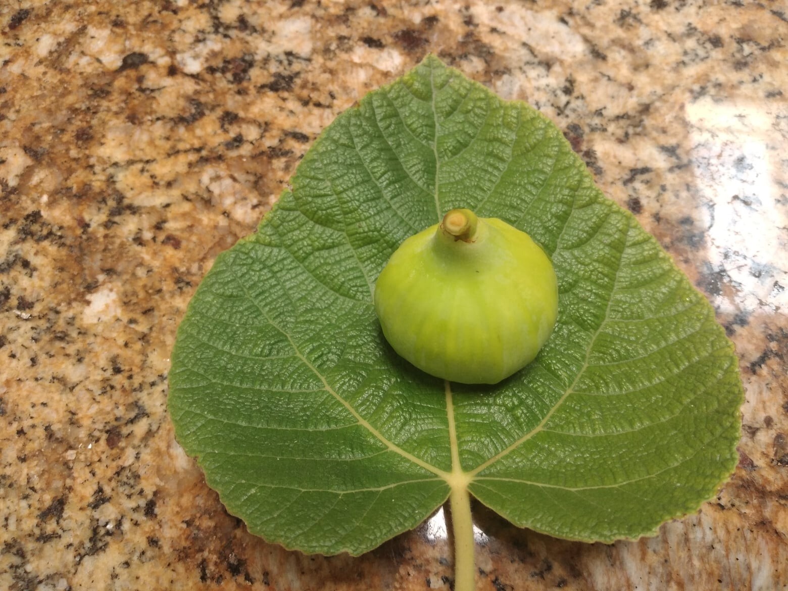 Ficus Palmata N1 White Punjab Fig Tree – 2 Cuttings – Unique Tasty Fig Variety