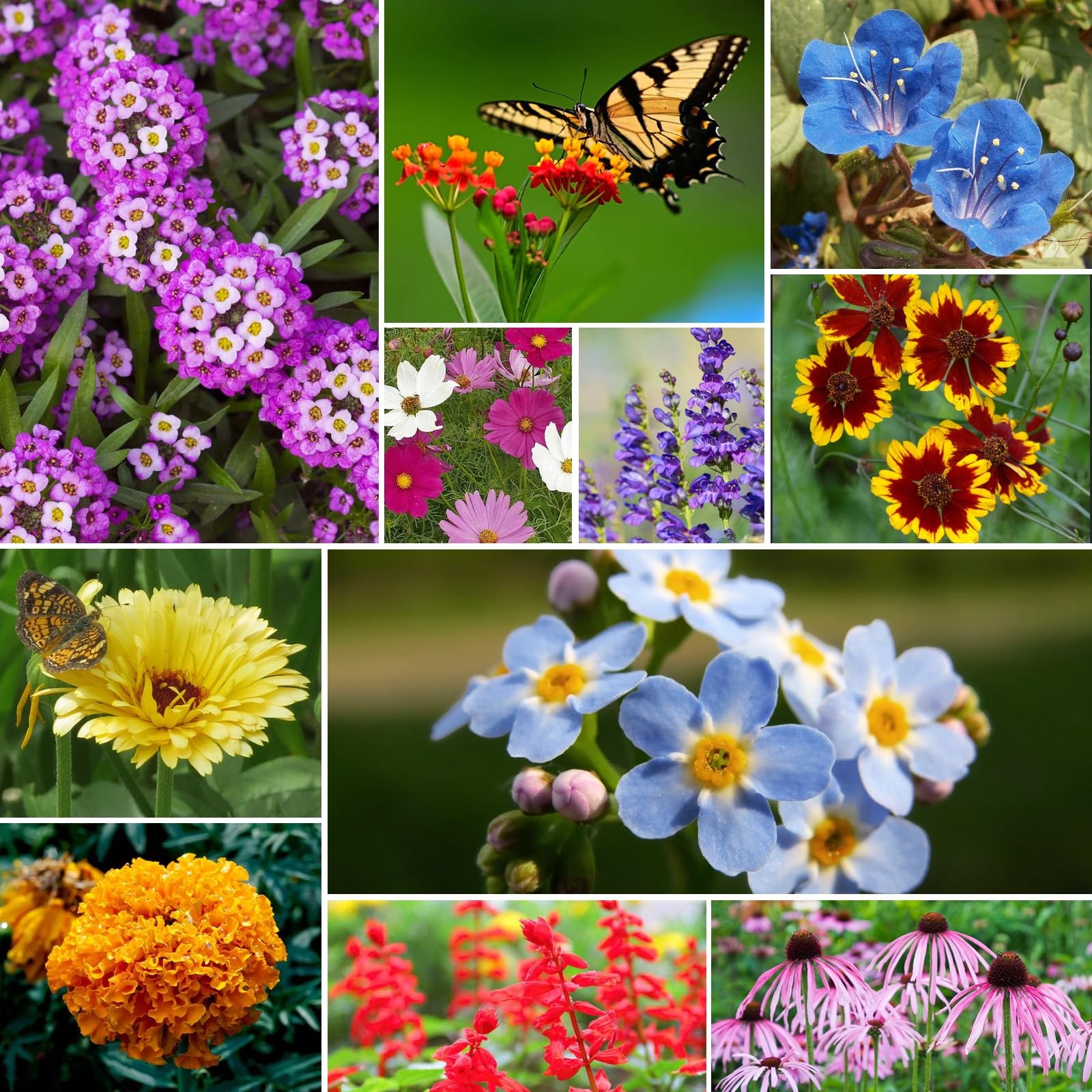 Groundio All Perennial Wildflower Seeds Bulk, 1/4 lb, 100,000+ Seeds, 26 Vari…