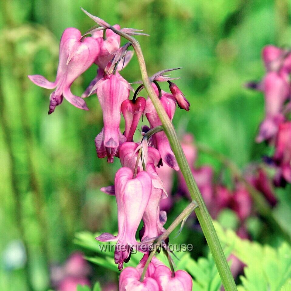 Dicentra eximia, Fringed Bleeding Heart, Container Size: 3.5″ square