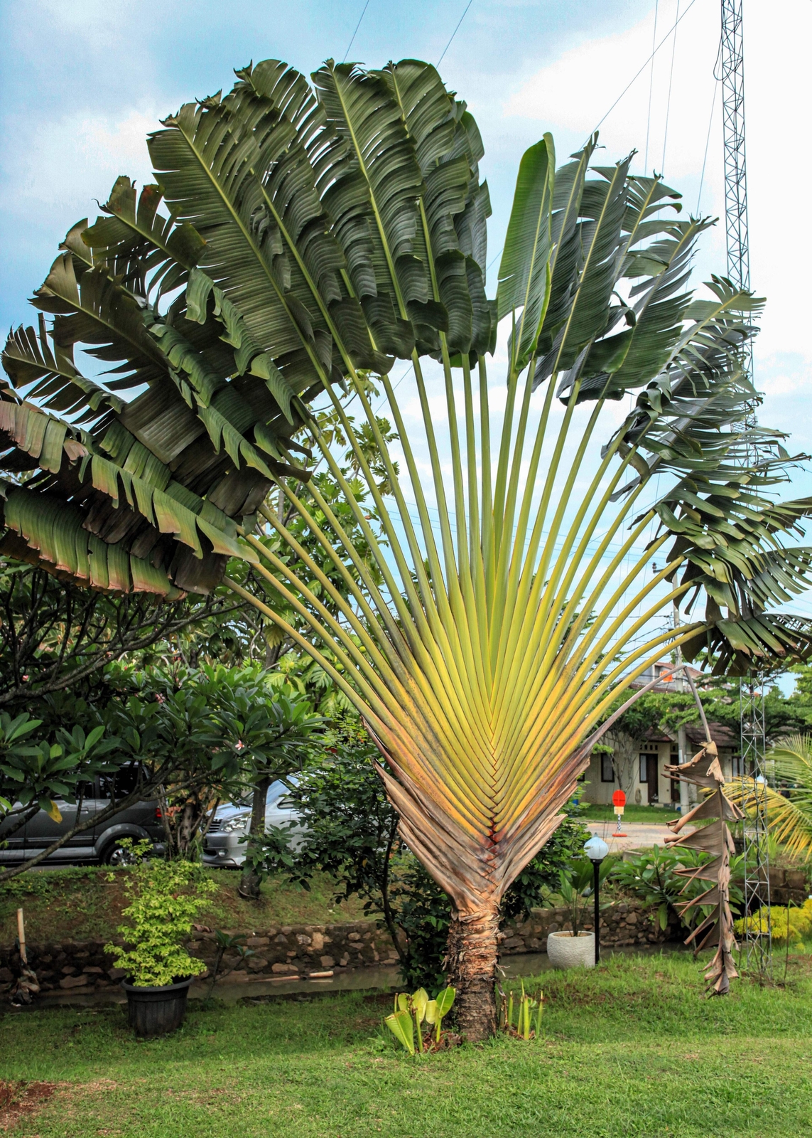 10 TRAVELLER’S PALM TREE Ravenala Madagascariensis Flower Houseplant Seeds