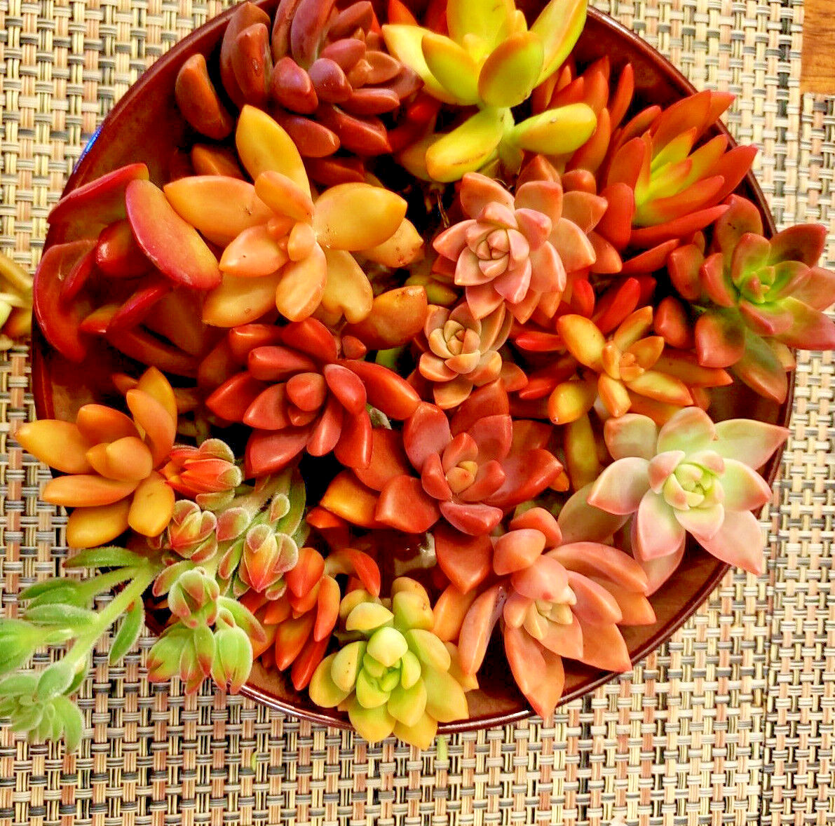 12 SUCCULENT CUTTINGS (RED, PINK, ORANGE COLOR ONLY) / 6 DIFFERENT SPECIES