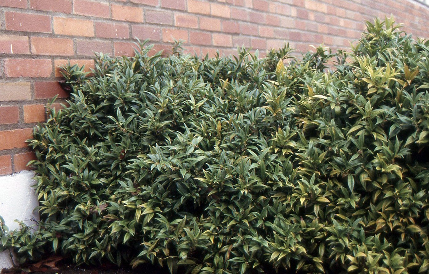 6 Sarcococca Hookeriana Var. Humilis Live Plants – 9″ Tall – Dwarf – Zones 6-9